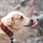 Liability Insurance for Dog Bite Claims Anchorage, AK